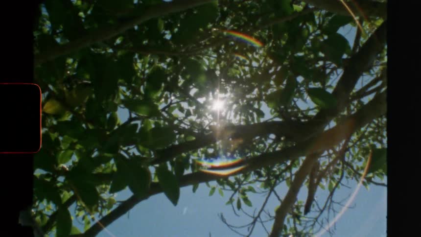 Sunlight peaks through dense tree leaves