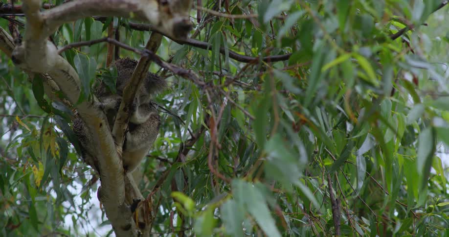 A koala rests in a the branches of a tree during the day