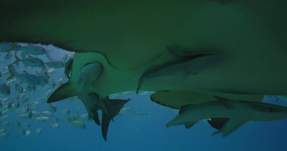 A Lemon shark swims through a school of fish near the surface of the ocean
