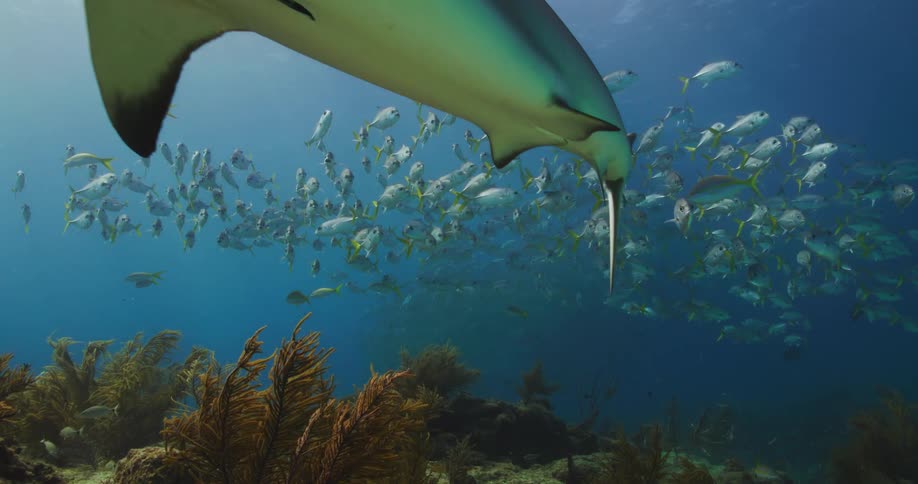 A shark with remora fish attached swims past a school of fish