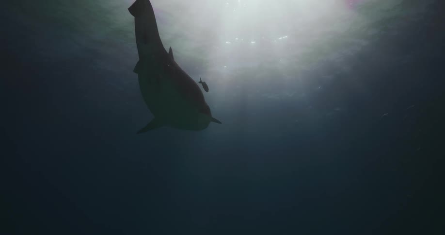 A large Tiger shark is swimming underwater