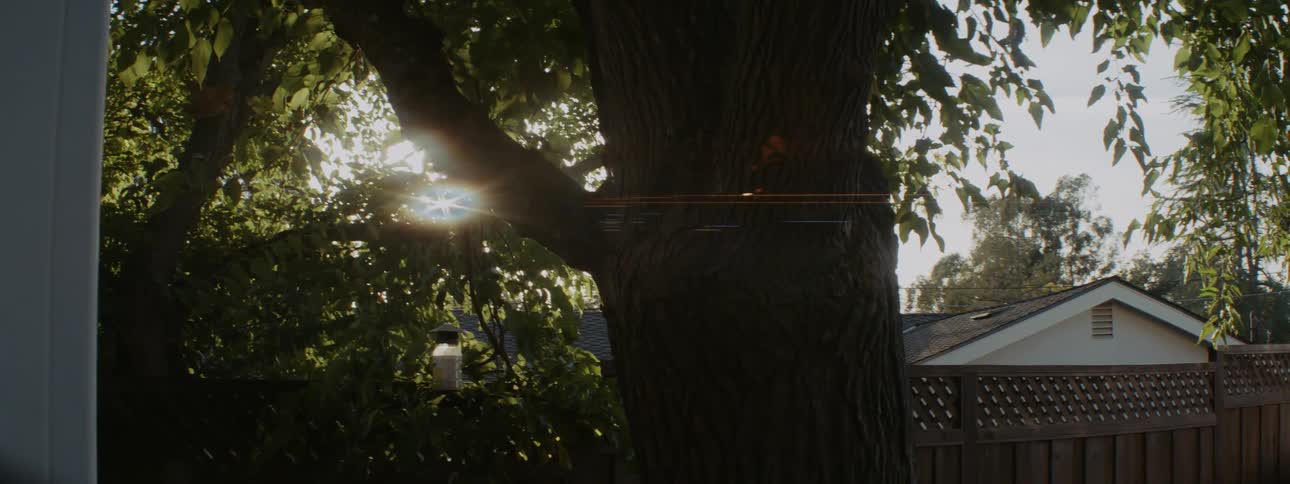 The sun is shining brightly through the branches of a tree in a neighborhood back yard