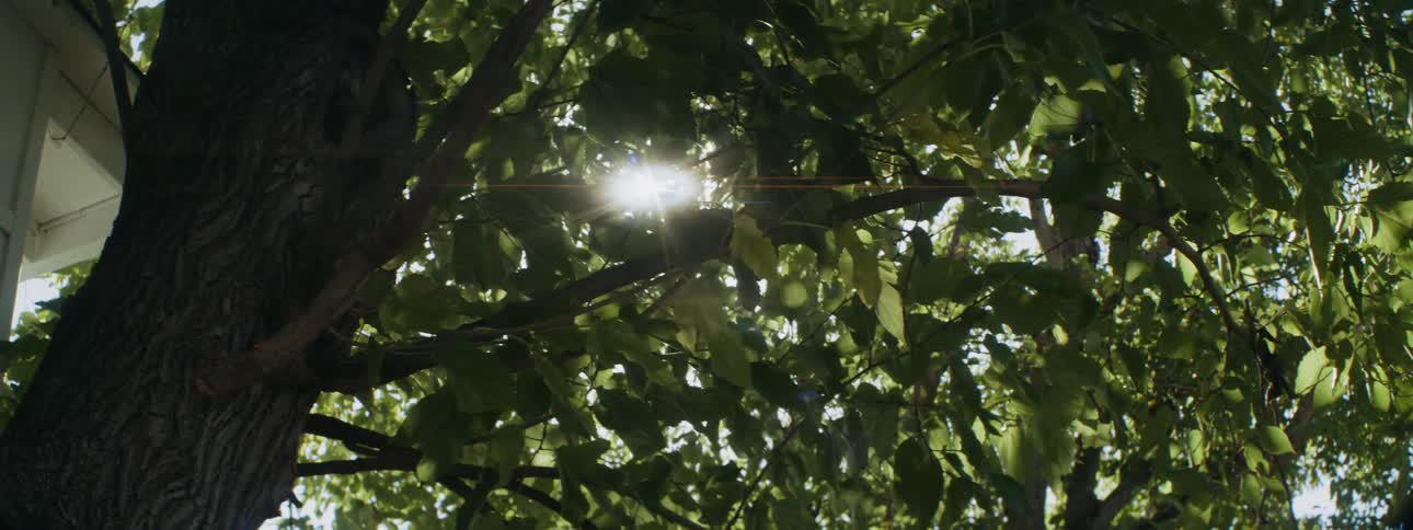 The sun is shining brightly through the branches of a tree in a neighborhood yard