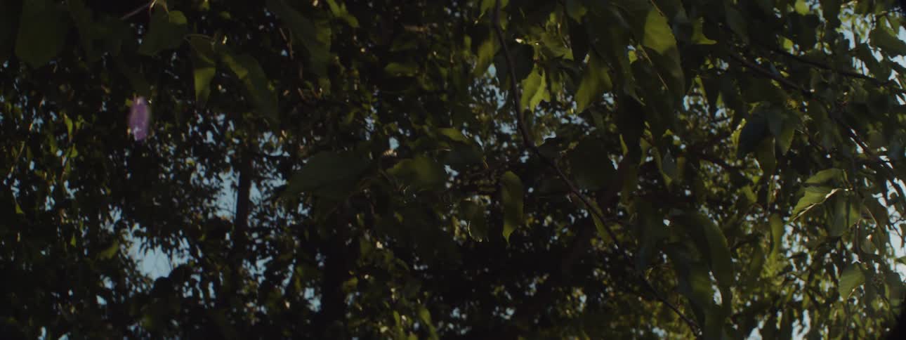 Tree branches full of green leaves in the wind on a bright sunny day