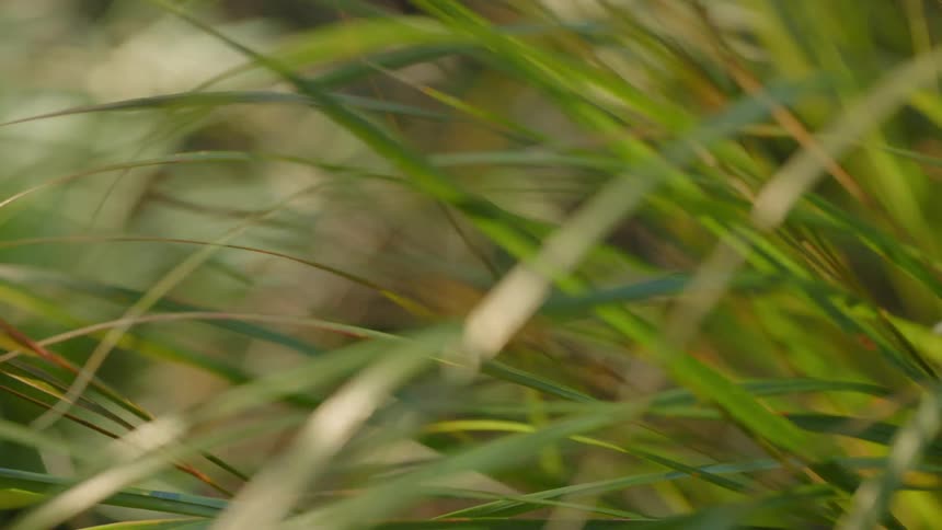 Blades of grass in the breeze on a sunny day