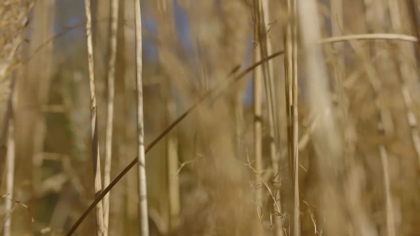 View of long dry wild grass