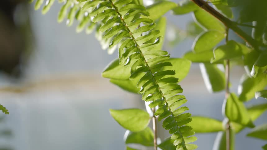 A view of leaves on a tree