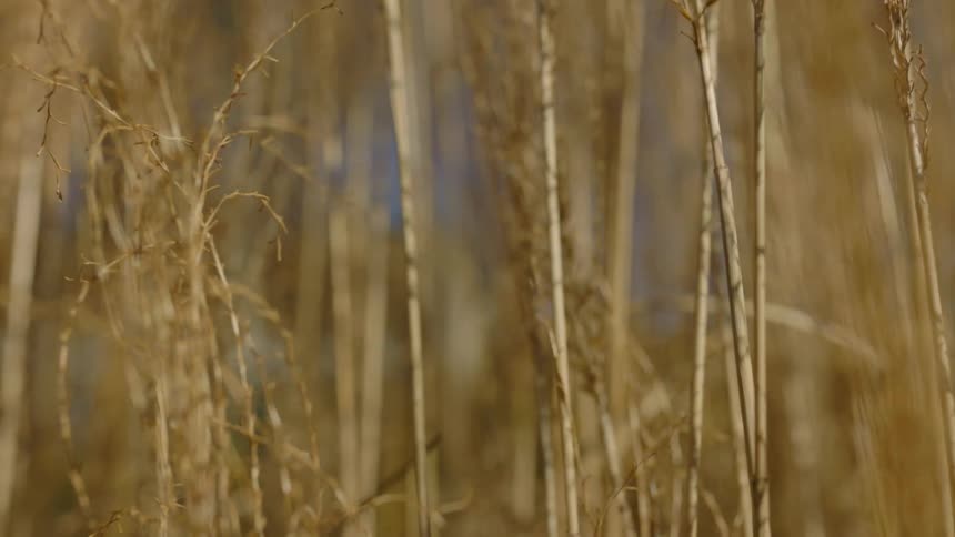 Golden stalks of wheat sways contrast with blue sky