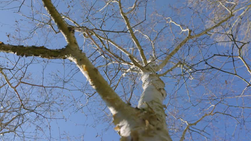 A close up of a bare tree with no leaves