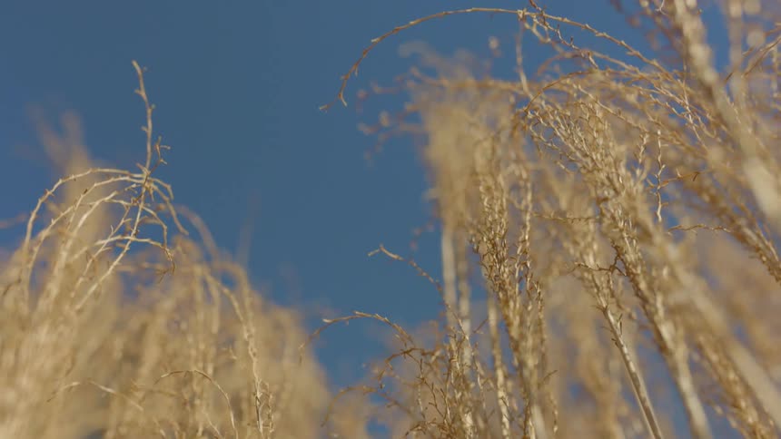Wind blows through tall weeds in a field