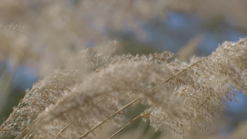Wind blowing through tall grass in a field