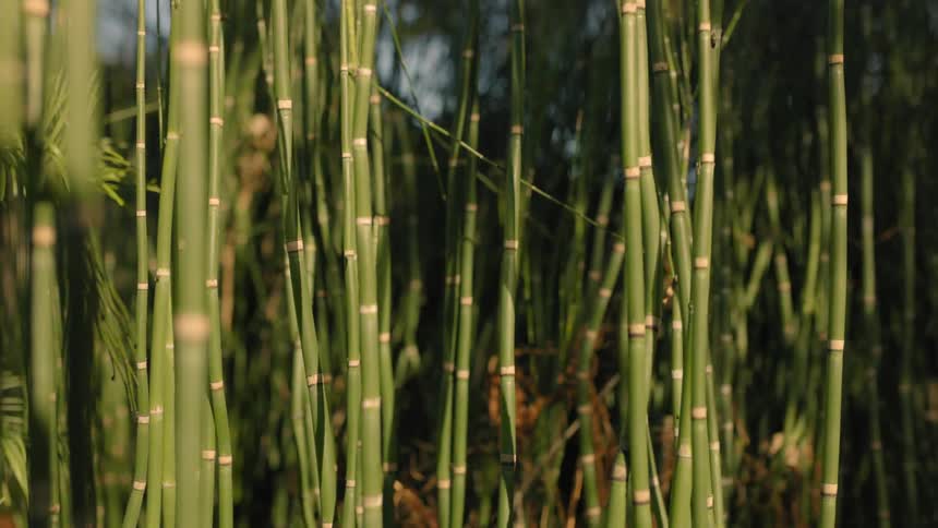 The sun is shining brightly on bamboo as it moves in the breeze