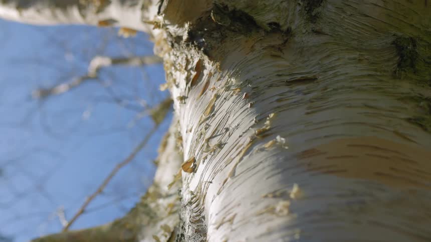 A view of a tree outdoors