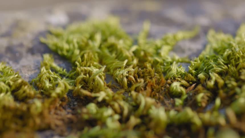 Moss browns slightly as it sits on gray surface