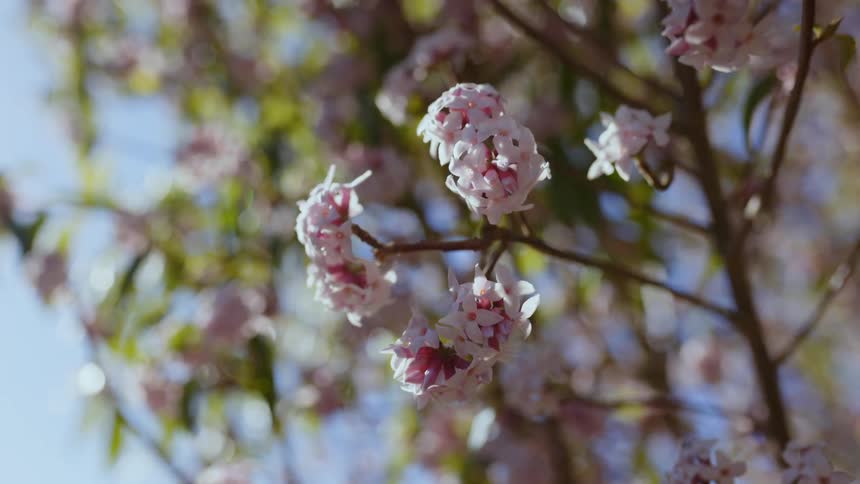 The pink flowers hang from the tree