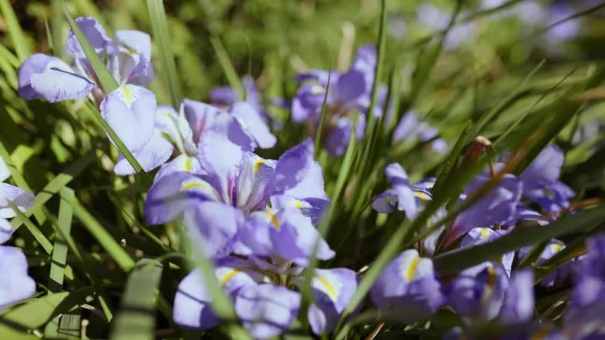 A view of flowers outdoors