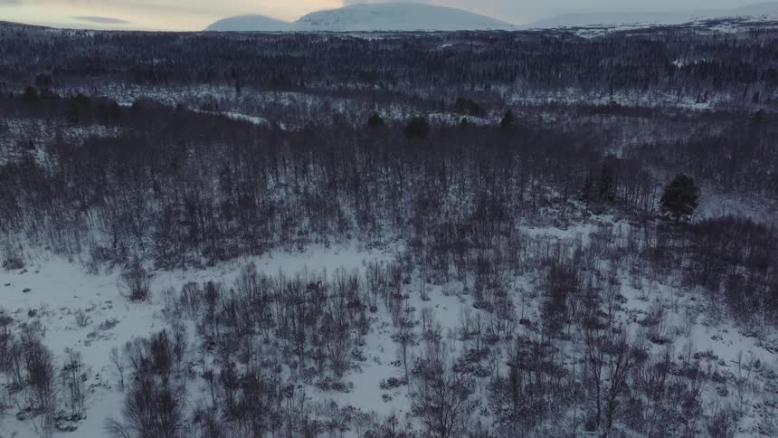 An aerial view of a forest with bare trees in winter