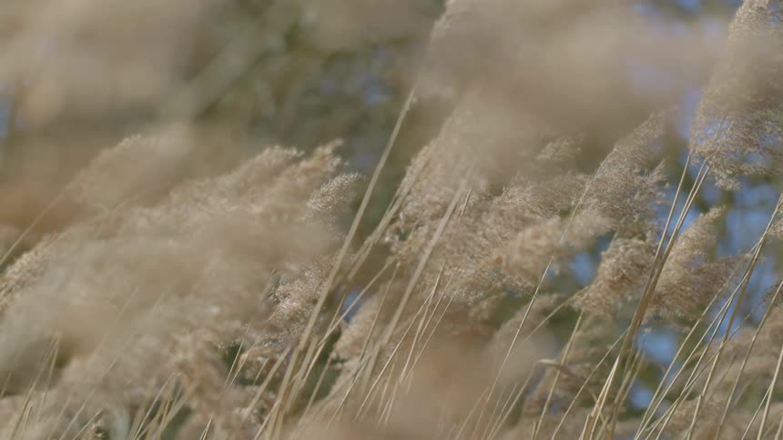 A view of plants outdoors