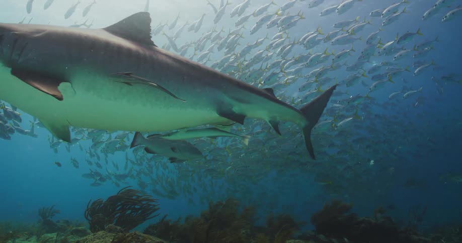 Tiger Sharks swim near a school of smaller fish