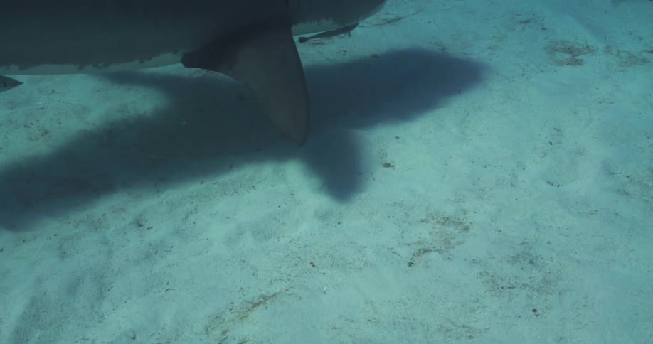A Tiger shark swimming over a sandy ocean floor