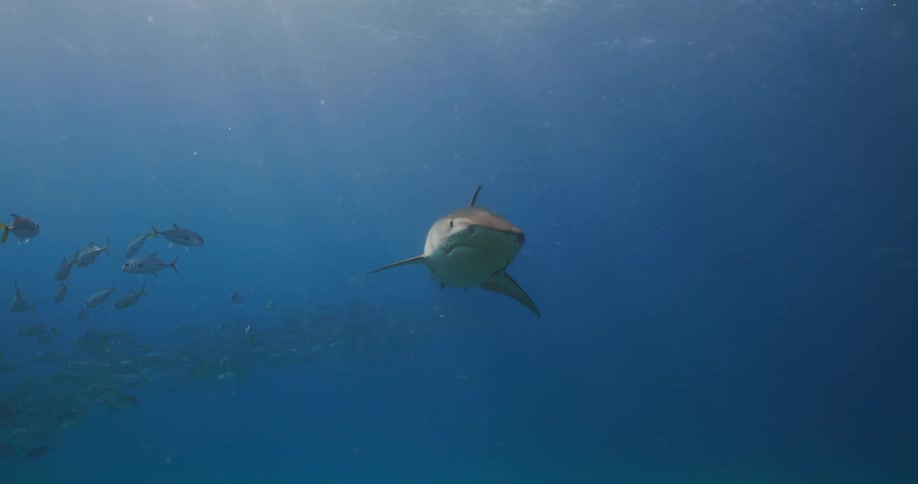 Schools of fish and a Tiger Shark are swimming underwater