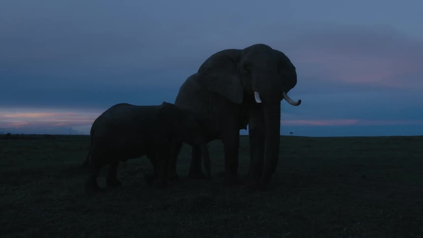 Mother elephant and baby elephant are silhouetted against the sky at dusk