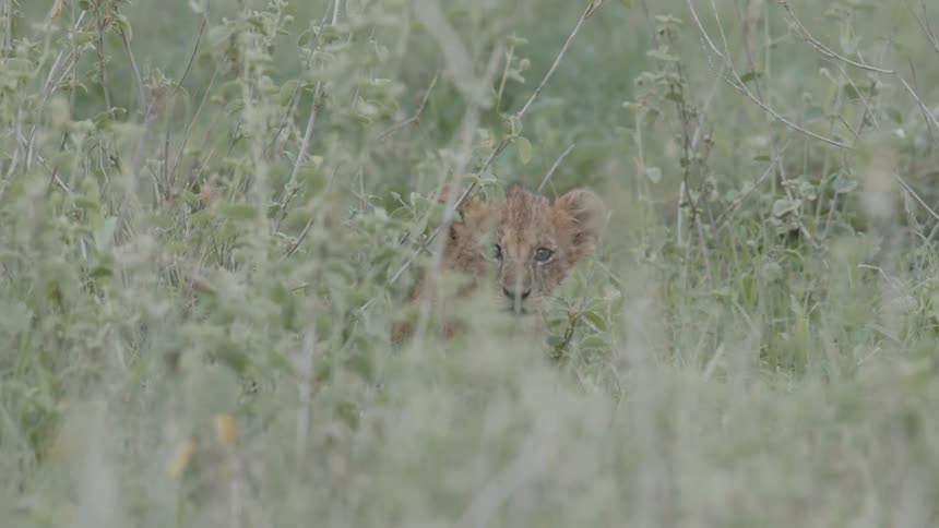 Lion cub sits in green grass in the field