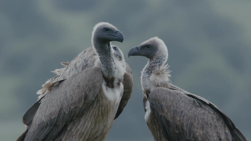 Three vultures are standing together and looking around
