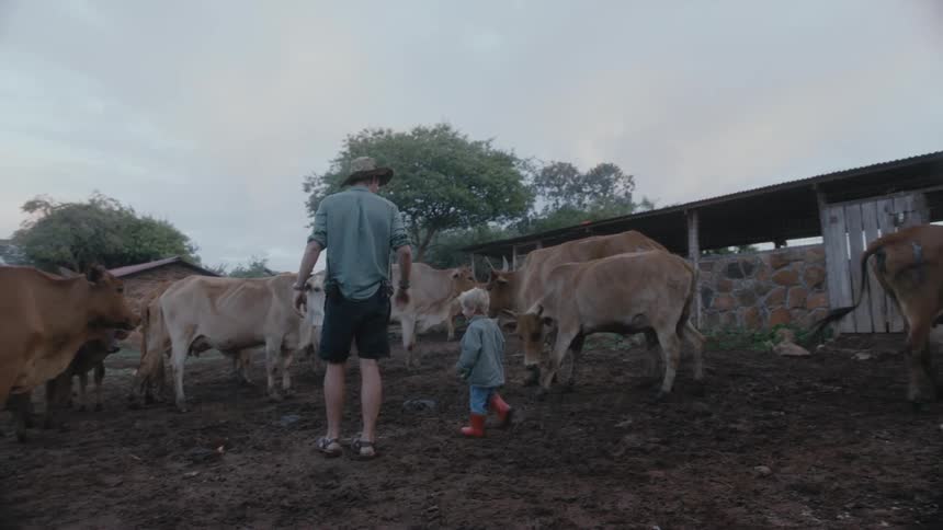 Small boy wearing red boots gets close with his father to a herd of cows on a small farm