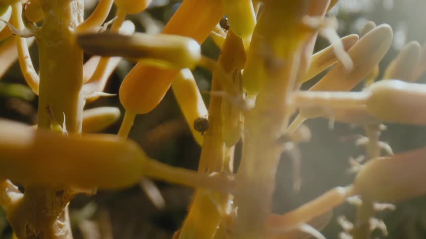 Bugs crawl over yellow colored plant