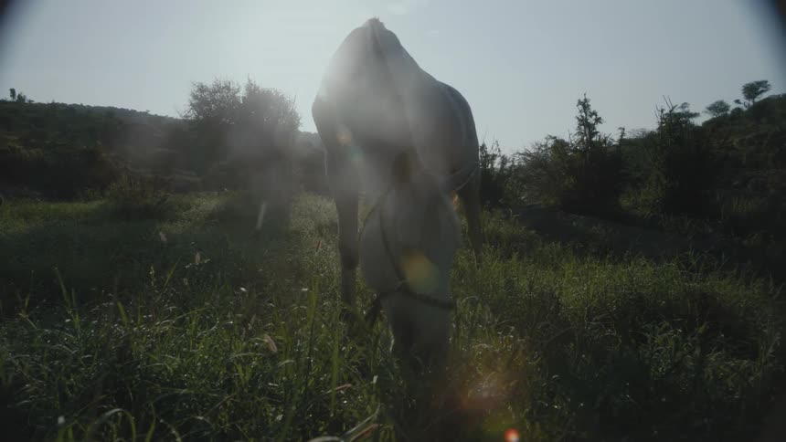 A white horse grazing in a field on a sunny day