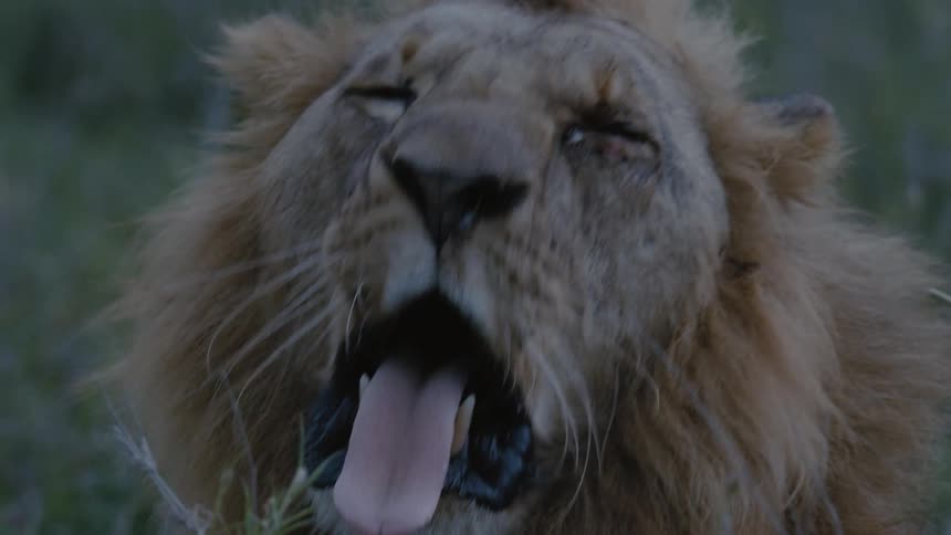 A lion lying in the grass yawns showing off large teeth