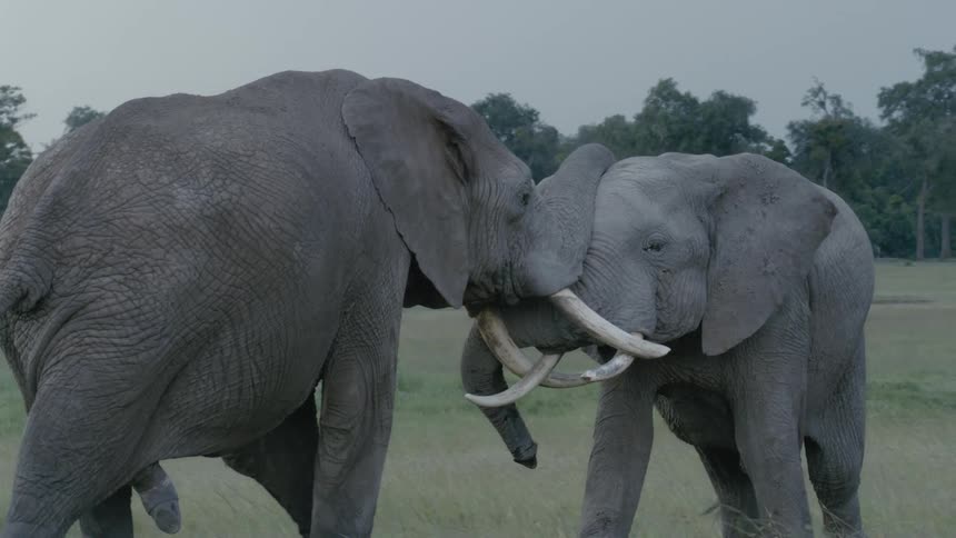 African elephants fight each other on the grassland