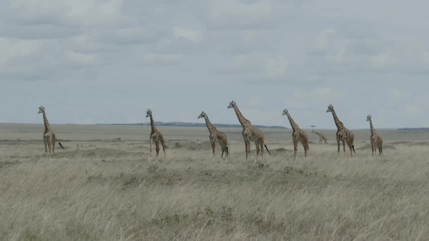 Giraffes stand and walk on dry grassy plains