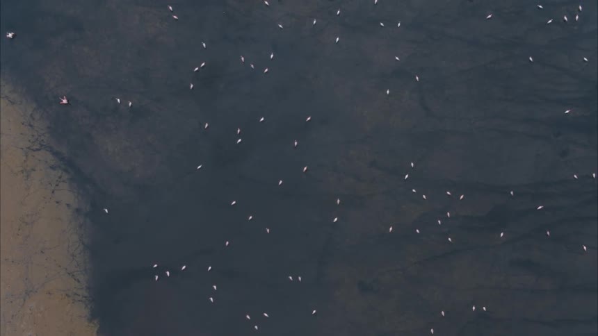 Hundreds of white birds rest and fly over a large muddy field