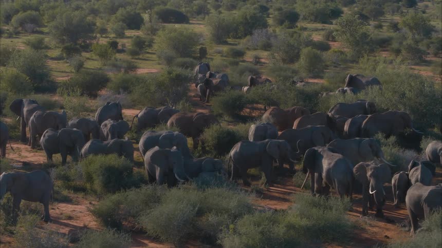 Herd of elephants grazing in a field near bushes and trees