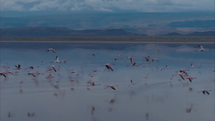 A flock of birds are flying over a lake with mountains in the distance