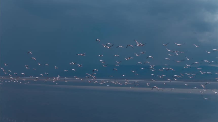 Large flock of seagulls flies over the ocean near the mountains