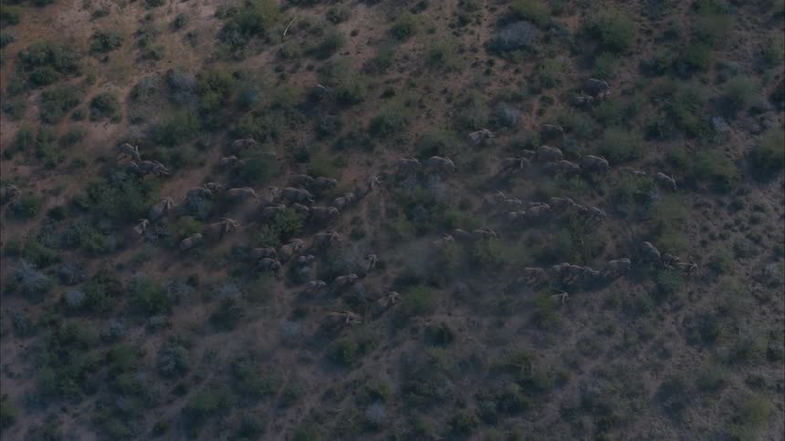 A herd of wild animals crossing shrubland