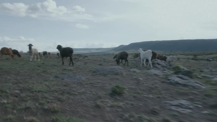 Indigenous people with orange traditional outfit take care of sheep in the field