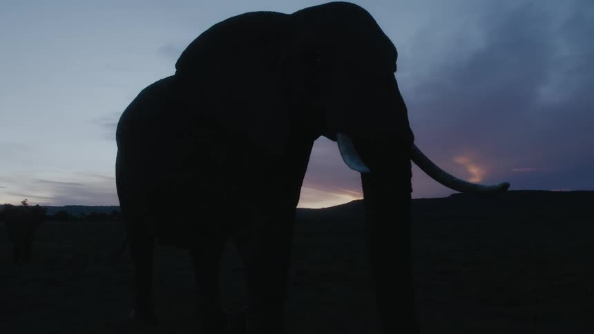 African elephant is silhouetted against the sky at dusk