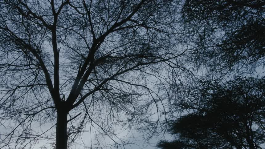 Silhouettes of bare trees stand out in a blue sky