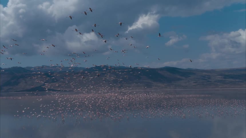 A flock of birds are flying over a lake with mountains in the distance