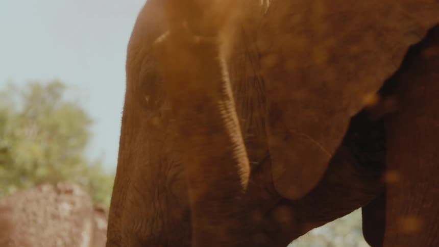 Elephant throws dirt onto its neck using its trunk