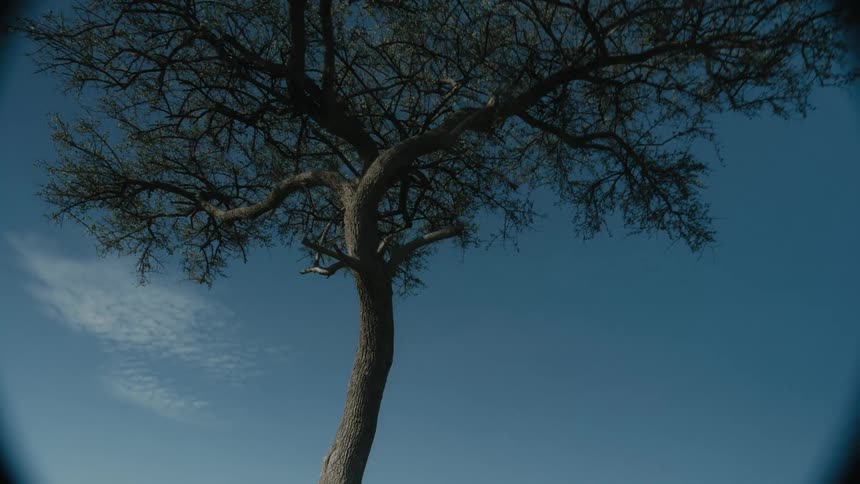A tall tree grows alone in a field