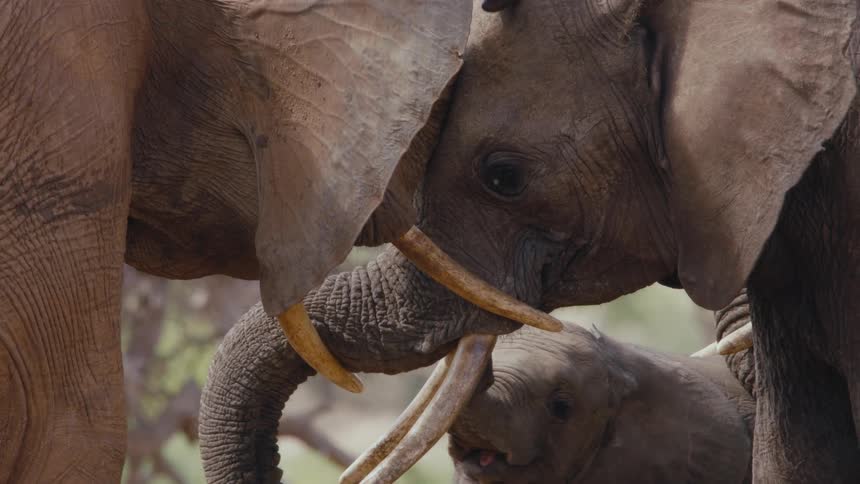 African elephants touch each other in the field