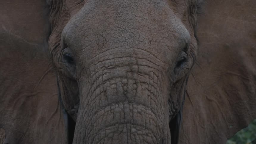 An elephant staring straight ahead