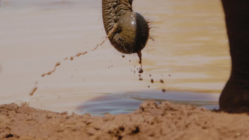 A muddy elephant drinking from a body of water