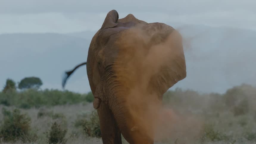 Elephant blows dirt out of his trunk as he stands in a grassy field