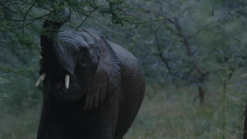 Elephant eating the leaves of a tree while its raining